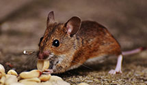 24 Hour & Emergency Exterminators in Kensington, CT